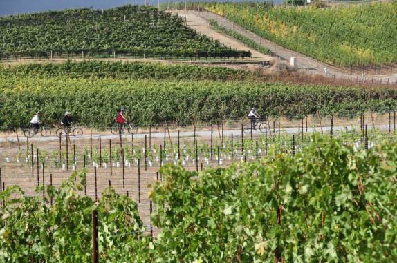 Bucólico passeio de bicicletas pelos vinhedos do Okanagan Valley, no  sul da British Columbia, no Canadá